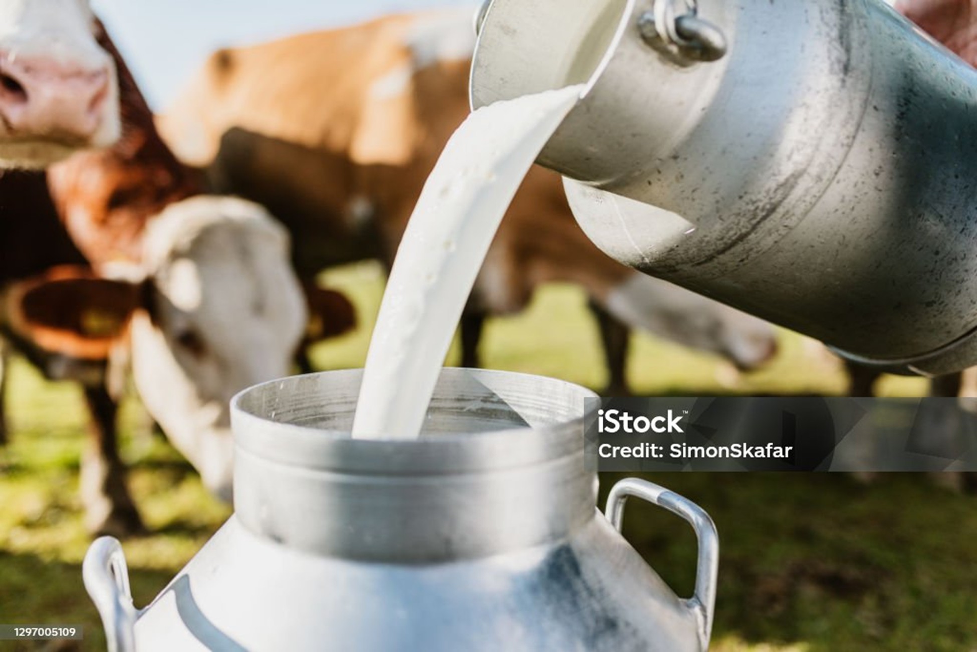 Lait versé dans bidon